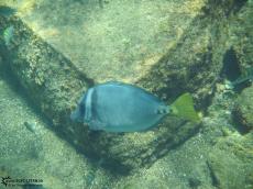 Yellow-tailed Surgeonfish - Underwater Galapagos 2010 -DSCN5805